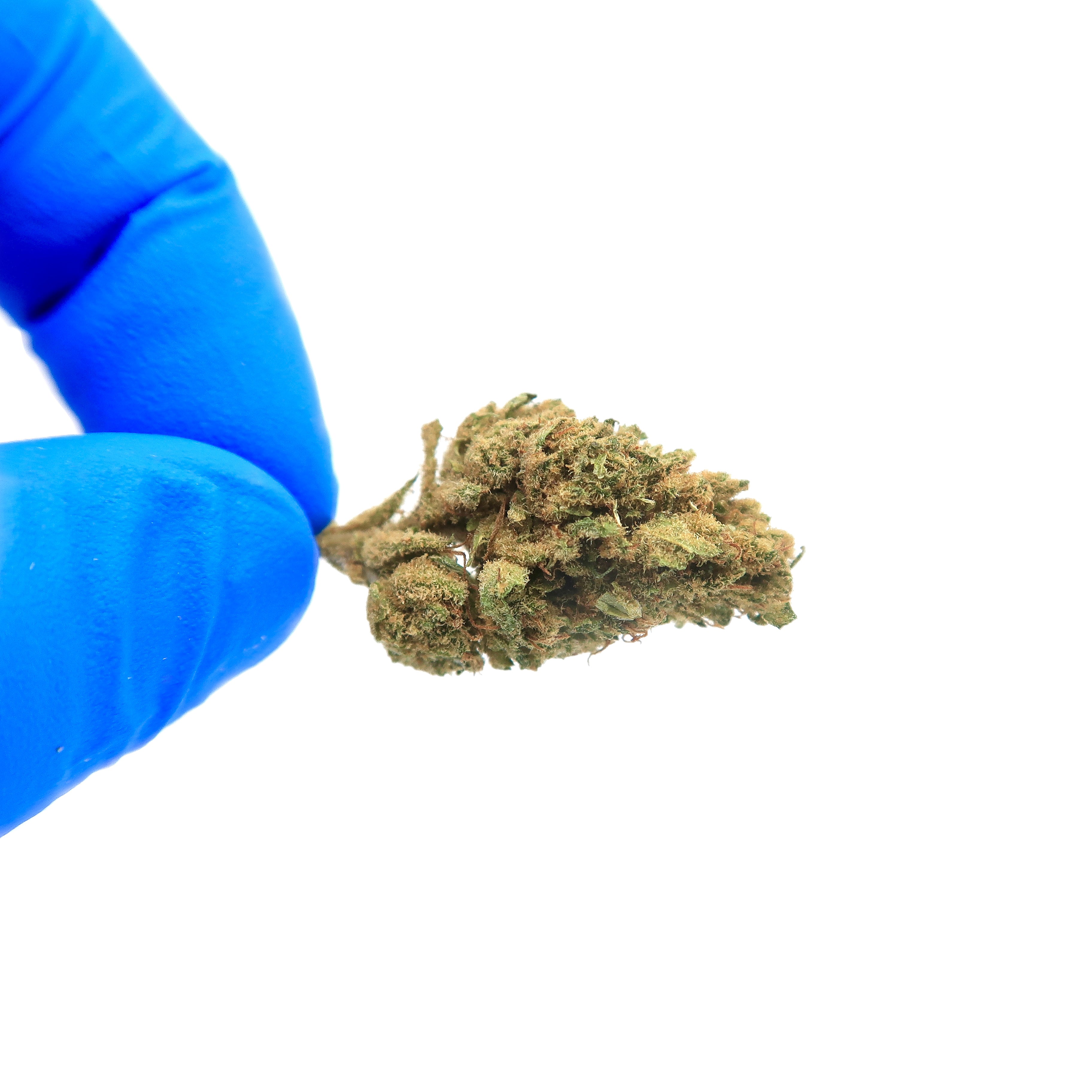 New Orange Small Bud