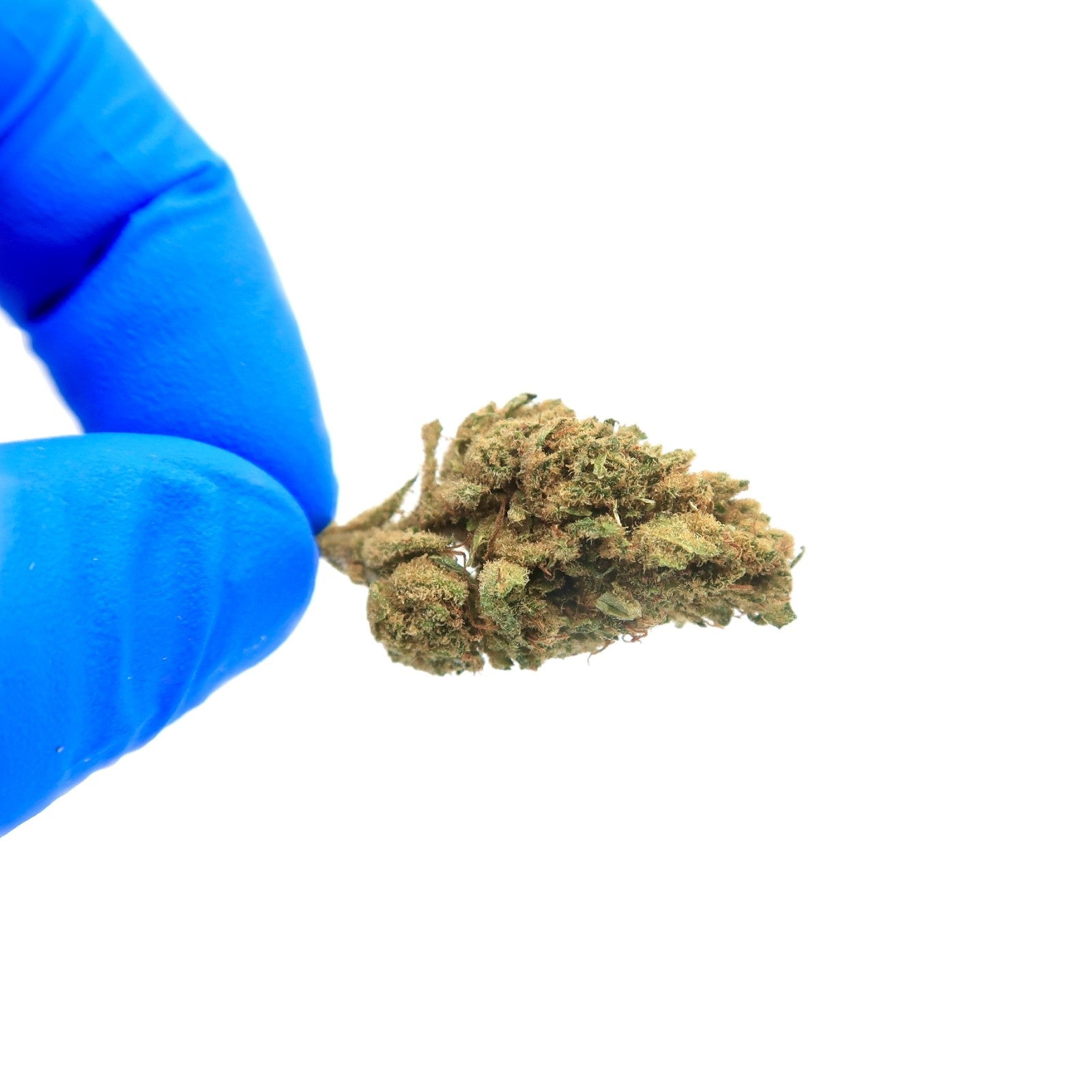 New Orange Small Bud