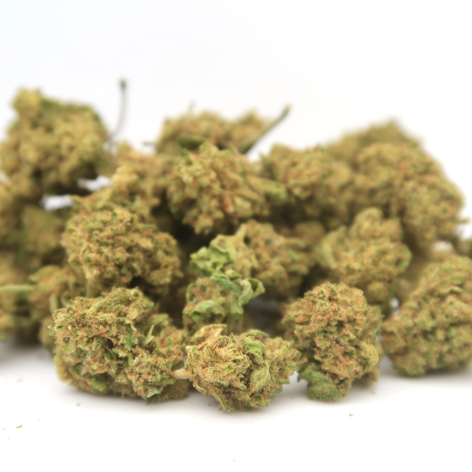 Maradona Small Bud