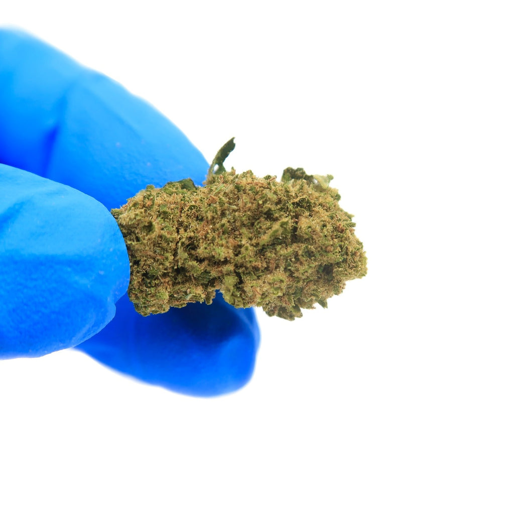 Maradona Small Bud