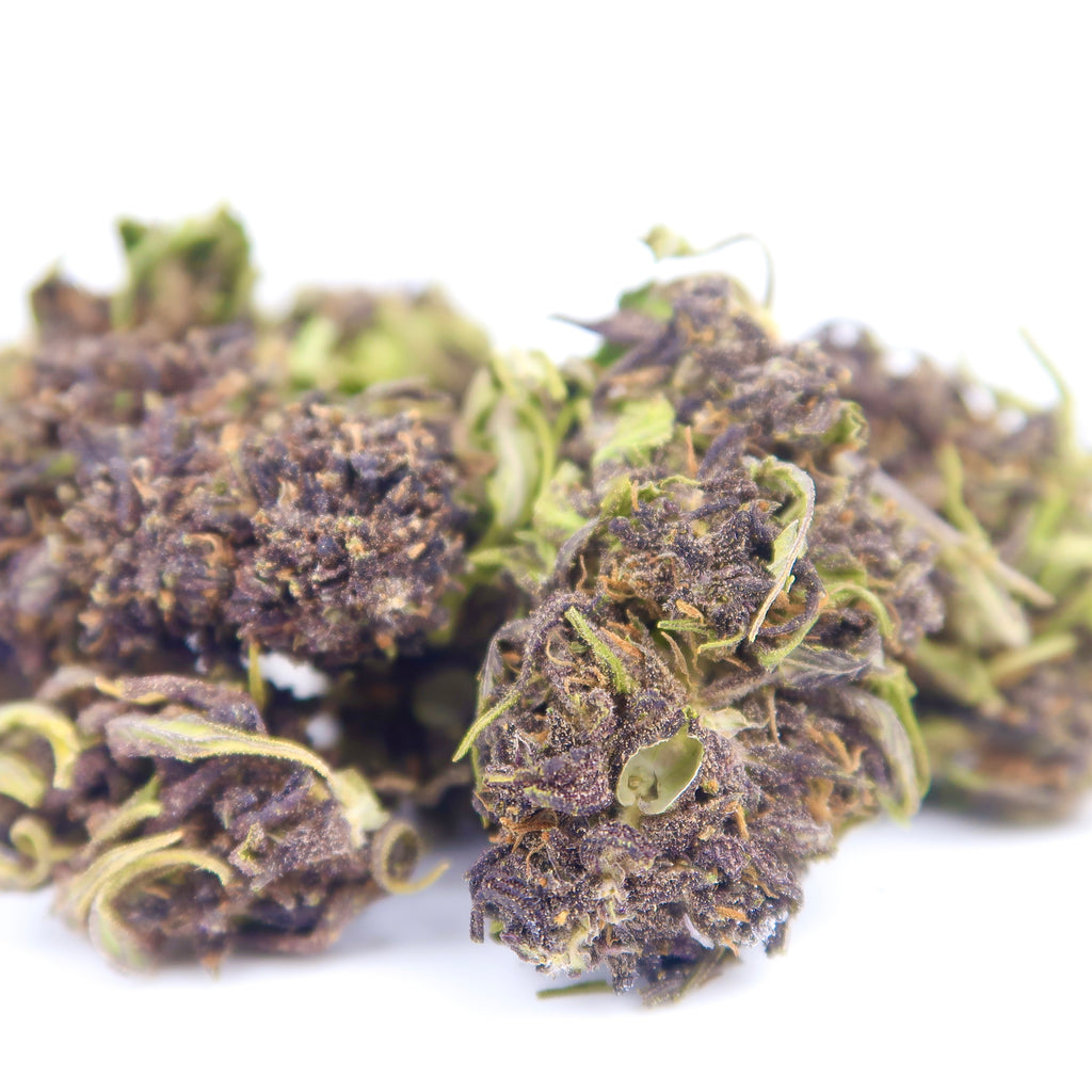Purple Siesta BIO