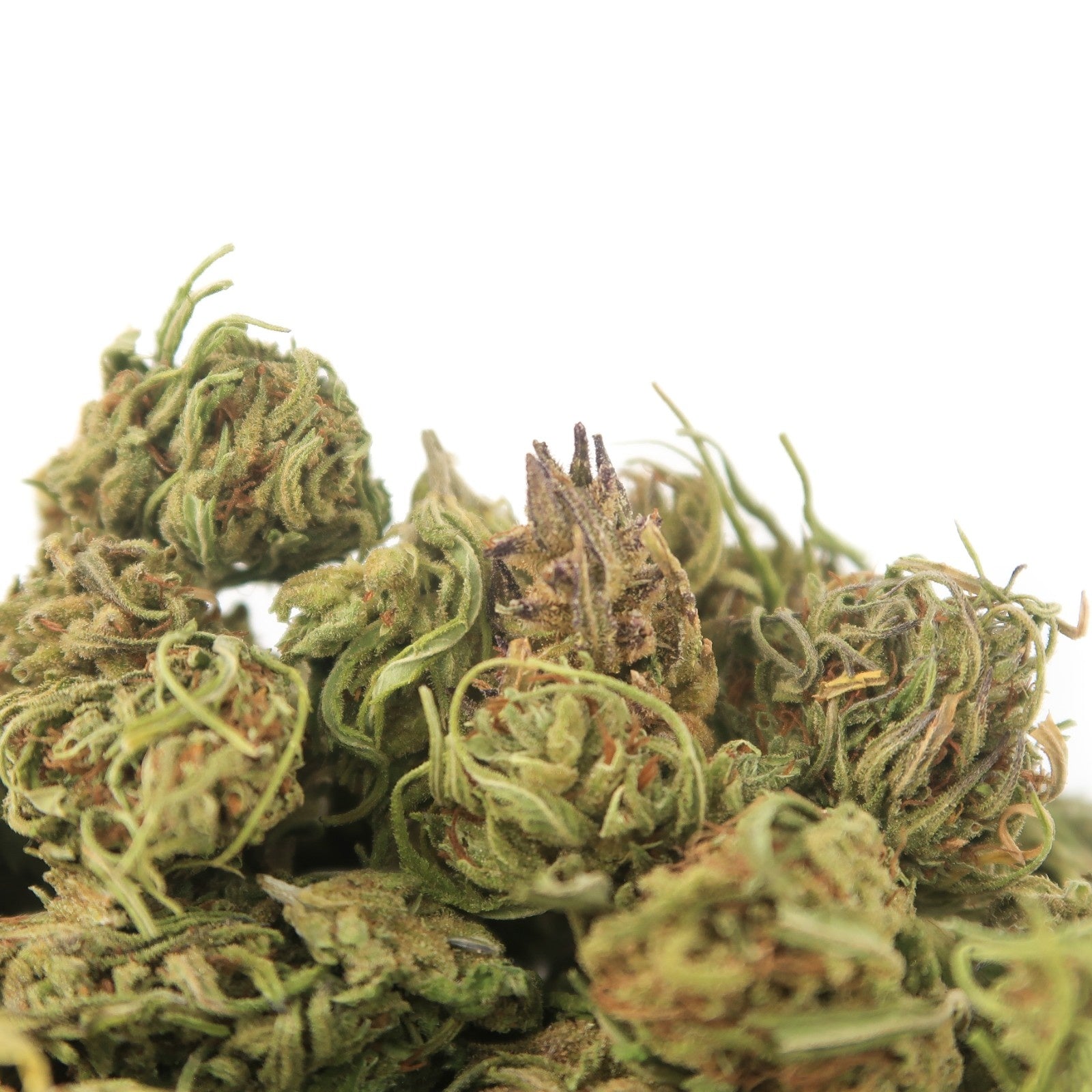 Mona Lisa Small Bud