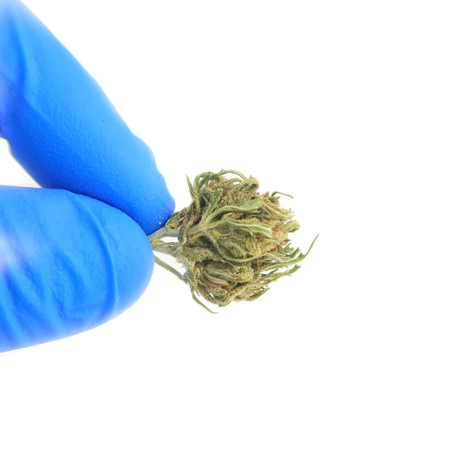 Mona Lisa Small Bud