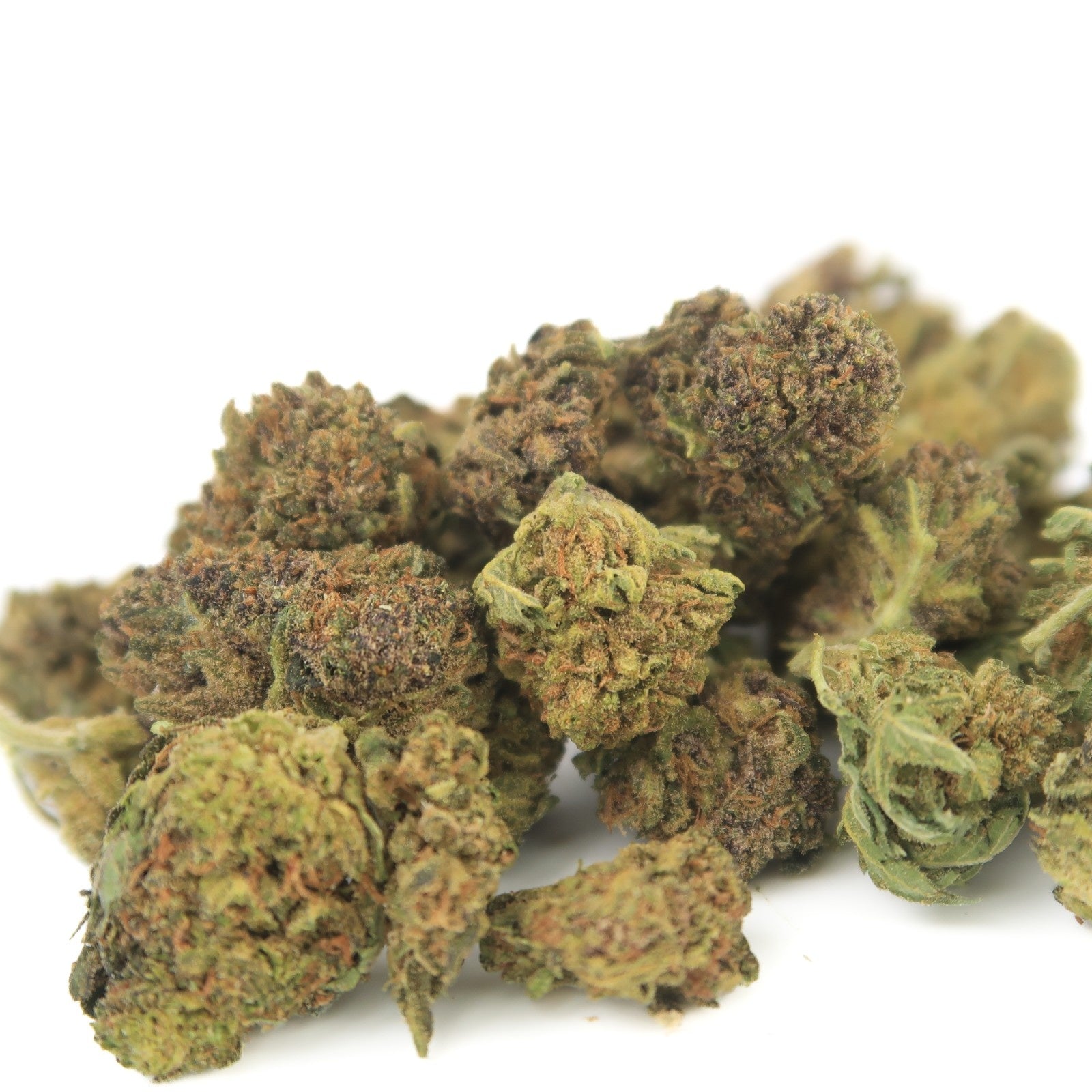 Habibi Small Bud