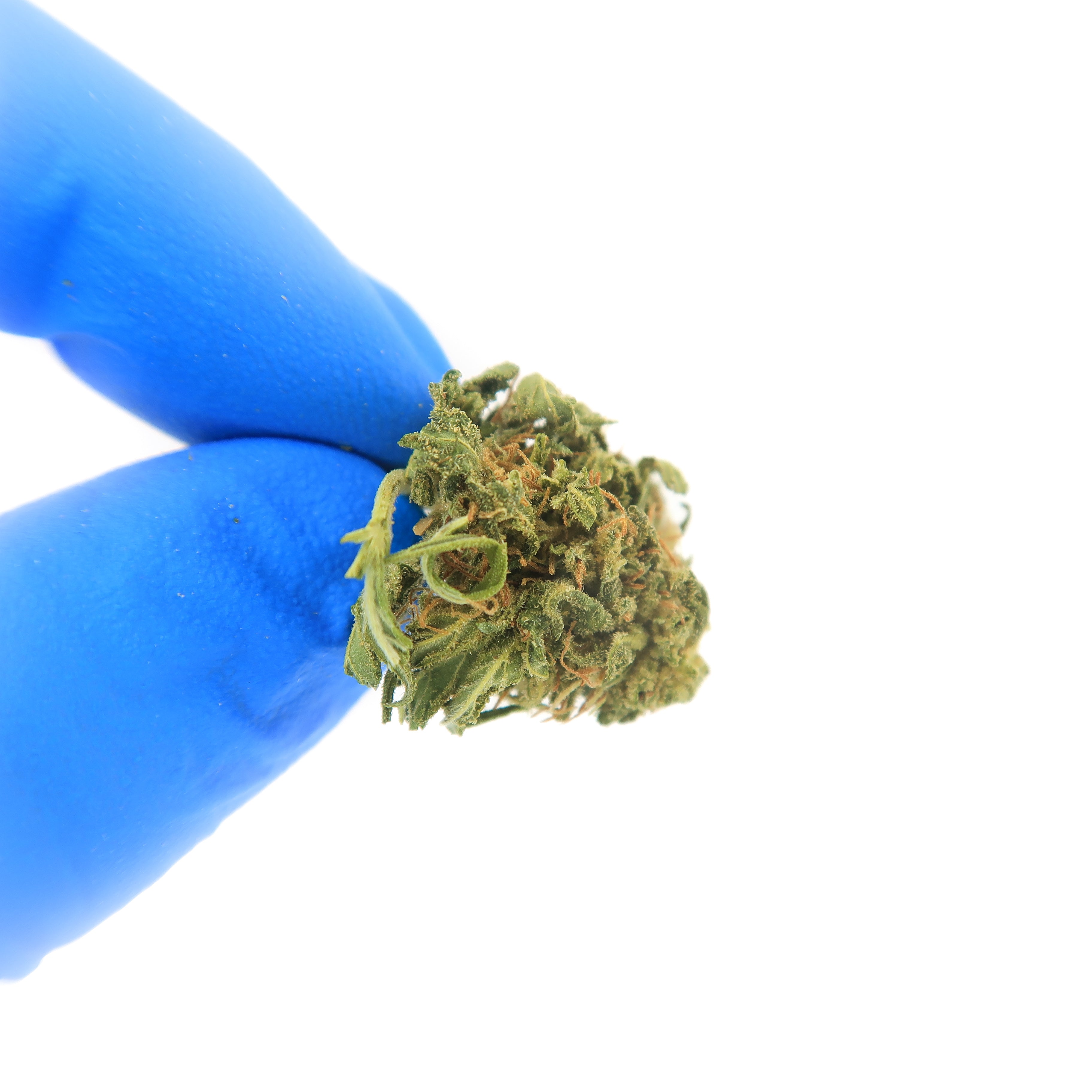 Sour Lifter Small Bud