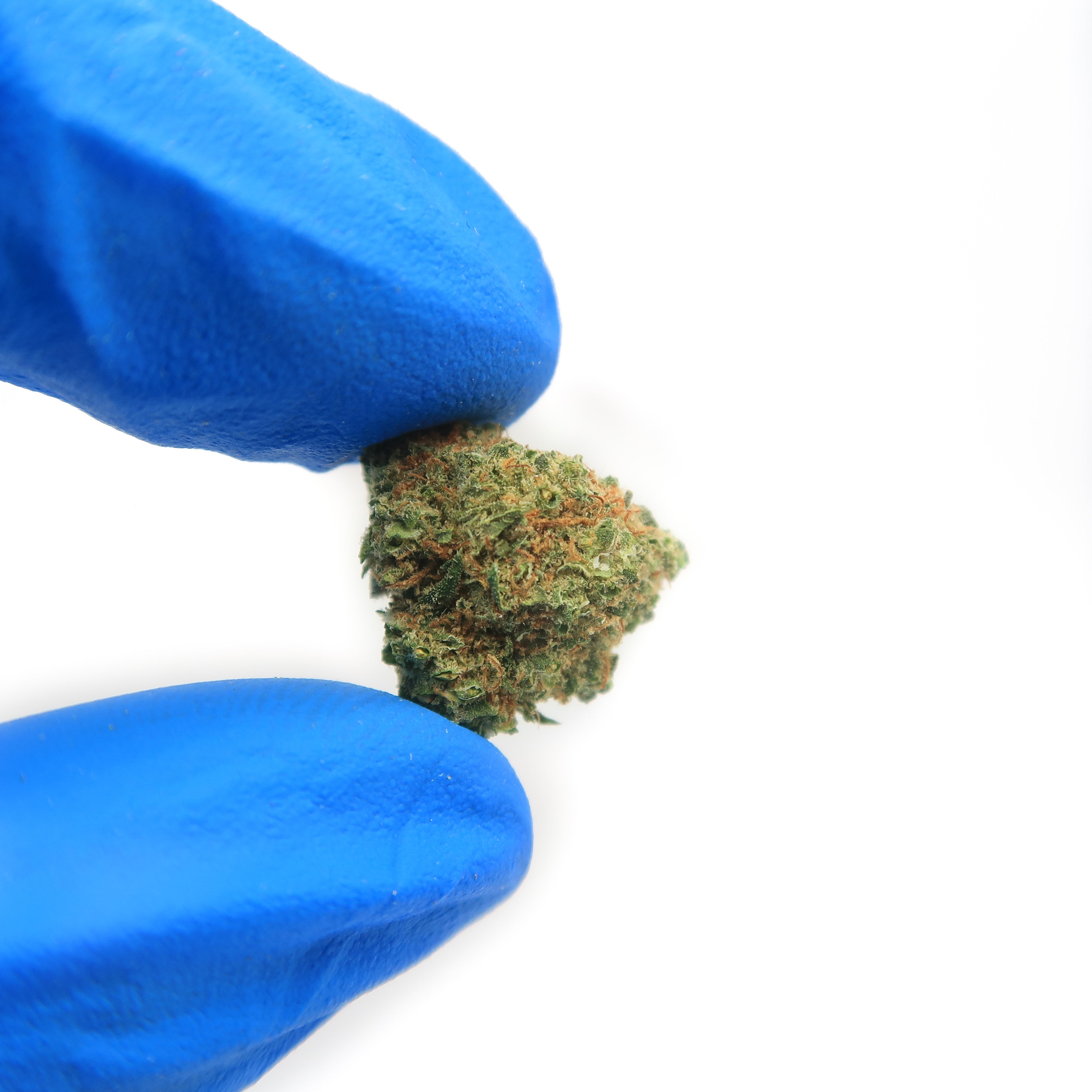 Green Gum Cali Small Bud