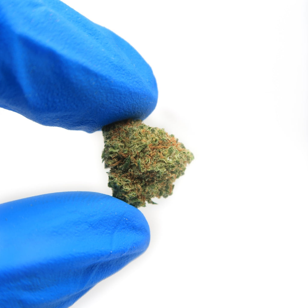 Green Gum Cali Small Bud